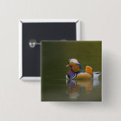 Wild Mandarin Duck Aix galericulata) auf dunkel Button (Vorne & Hinten)
