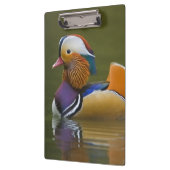 Wild Mandarin Duck Aix galericulata) auf dunkel Klemmbrett (Links)