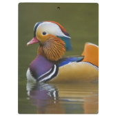 Wild Mandarin Duck Aix galericulata) auf dunkel Klemmbrett (Rückseite)