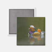 Wild Mandarin Duck Aix galericulata) auf dunkel Magnet (Vorderseite/Rückseite)