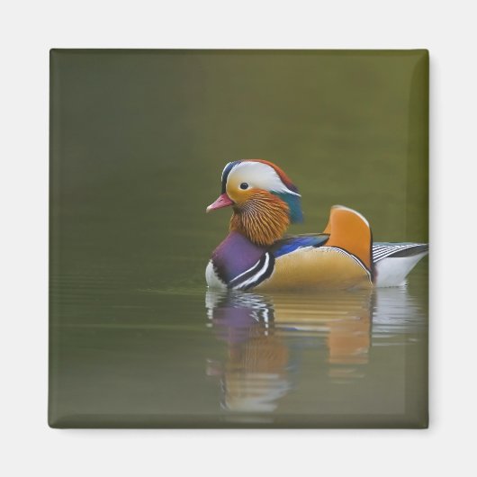 Wild Mandarin Duck Aix galericulata) auf dunkel Magnet (Vorne)