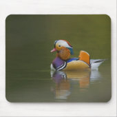Wild Mandarin Duck Aix galericulata) auf dunkel Mousepad (Vorne)