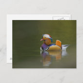 Wild Mandarin Duck Aix galericulata) auf dunkel Postkarte (Vorne/Hinten)
