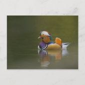 Wild Mandarin Duck Aix galericulata) auf dunkel Postkarte (Vorderseite)