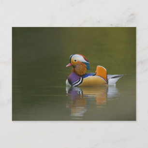 Wild Mandarin Duck Aix galericulata) auf dunkel Postkarte