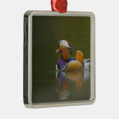 Wild Mandarin Duck Aix galericulata) auf dunkel Silbernes Ornament (Rechts)