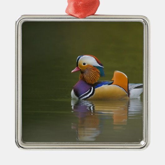 Wild Mandarin Duck Aix galericulata) auf dunkel Silbernes Ornament (Vorne)