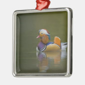 Wild Mandarin Duck Aix galericulata) auf dunkel Silbernes Ornament (Links)