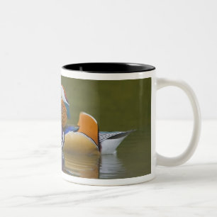 Wild Mandarin Duck Aix galericulata) auf dunkel Zweifarbige Tasse