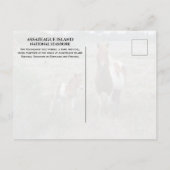 Wild Mare and Foal, Assateague National Seashore Postkarte (Rückseite)