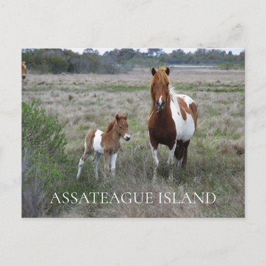 Wild Mare and Foal, Assateague National Seashore Postkarte (Vorderseite)
