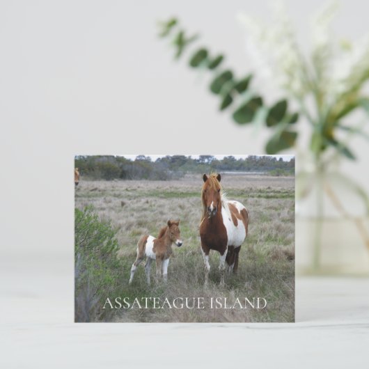 Wild Mare and Foal, Assateague National Seashore Postkarte (Stehend Vorderseite)