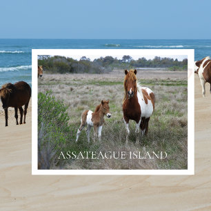 Wild Mare and Foal, Assateague National Seashore Postkarte