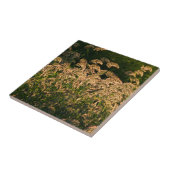 Wild Millet (Panicum Sp.) Wachstum in Feuchtgebiet Fliese (Seite)