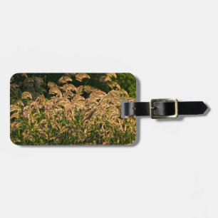 Wild Millet (Panicum Sp.) Wachstum in Feuchtgebiet Gepäckanhänger