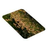 Wild Millet (Panicum Sp.) Wachstum in Feuchtgebiet Magnet (Rechte Seite)