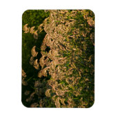 Wild Millet (Panicum Sp.) Wachstum in Feuchtgebiet Magnet (Vertikal)