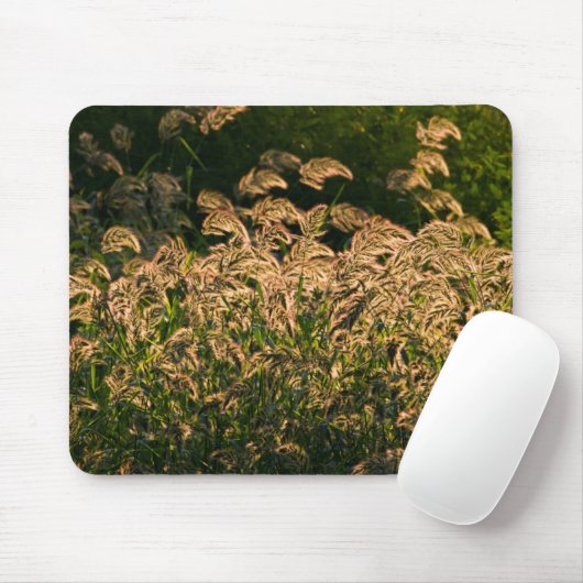 Wild Millet (Panicum Sp.) Wachstum in Feuchtgebiet Mousepad (Mit Mouse)