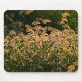 Wild Millet (Panicum Sp.) Wachstum in Feuchtgebiet Mousepad (Vorne)