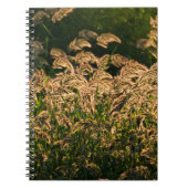 Wild Millet (Panicum Sp.) Wachstum in Feuchtgebiet Notizblock (Vorderseite)