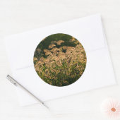 Wild Millet (Panicum Sp.) Wachstum in Feuchtgebiet Runder Aufkleber (Umschlag)