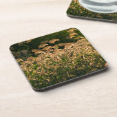 Wild Millet (Panicum Sp.) Wachstum in Feuchtgebiet Untersetzer (Linke Seite)