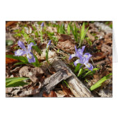 Wild Miniature (Vorderseite (Horizontal))