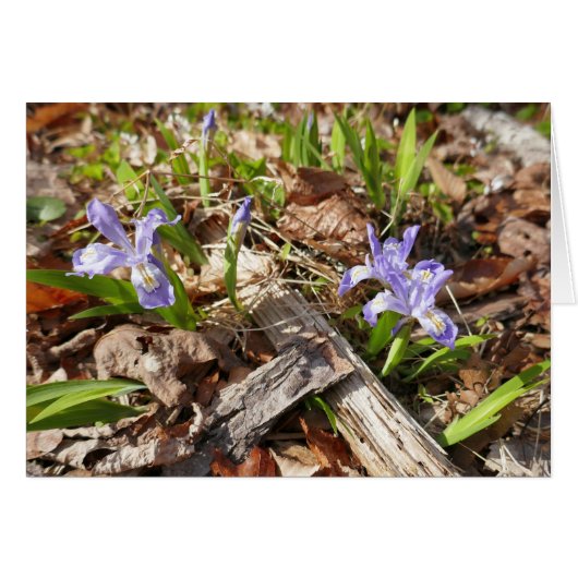 Wild Miniature (Vorderseite (Horizontal))