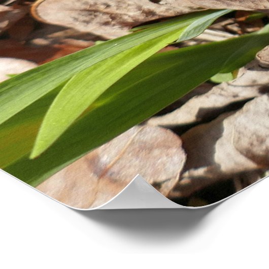 Wild Miniature Poster (Ecke)