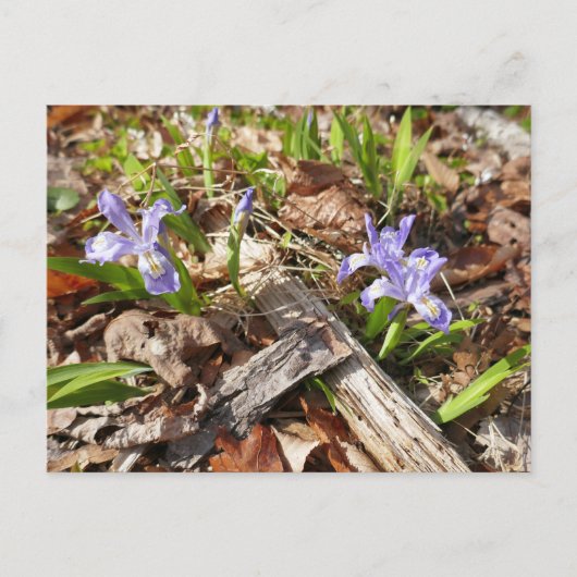 Wild Miniature Postkarte (Vorderseite)