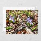 Wild Miniature Postkarte (Vorne/Hinten)