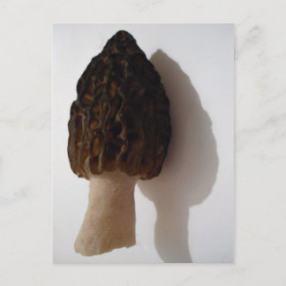 Wild Morel Mushroom Postcard Postkarte