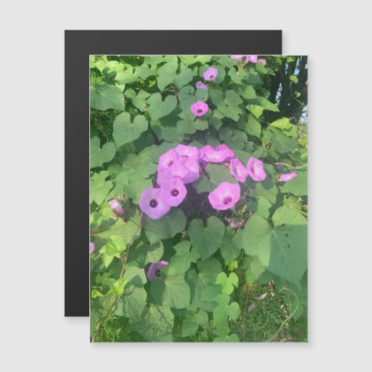 Wild Morning Glories Magnet (Vorne/Hinten)