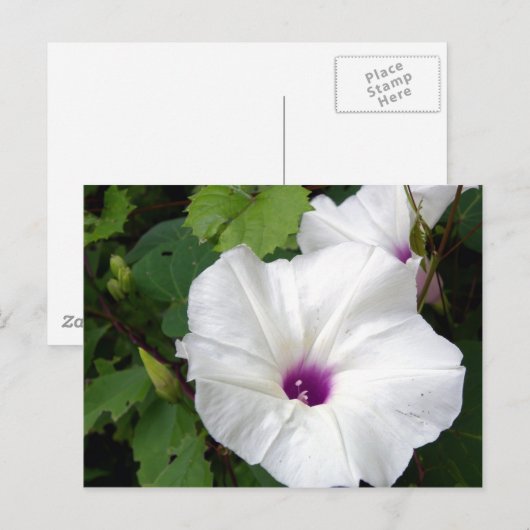 Wild Morning Glory-2010 Postkarte (Vorne/Hinten)