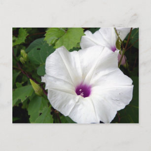 Wild Morning Glory-2010 Postkarte