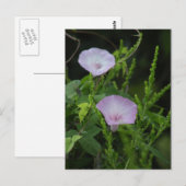 Wild Morning Glory Foto Postcard Postkarte (Vorne/Hinten)