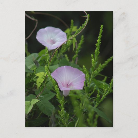 Wild Morning Glory Foto Postcard Postkarte (Vorderseite)