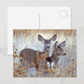 Wild Mule Deer Pair | California Postkarte (Vorne/Hinten)