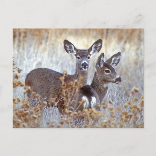 Wild Mule Deer Pair | California Postkarte (Vorderseite)