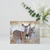 Wild Mule Deer Pair | California Postkarte (Stehend Vorderseite)