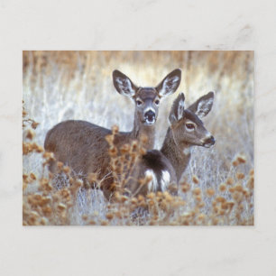 Wild Mule Deer Pair   California Postkarte