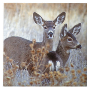 Wild Mule Deer Pair   Kalifornien Fliese