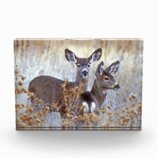Wild Mule Deer Pair | Kalifornien Fotoblock (Vorderseite)