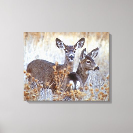 Wild Mule Deer Pair | Kalifornien Leinwanddruck (Vorderseite)