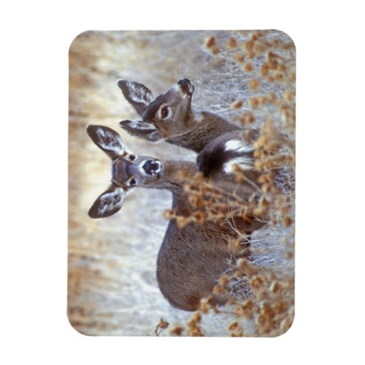 Wild Mule Deer Pair | Kalifornien Magnet (Vertikal)