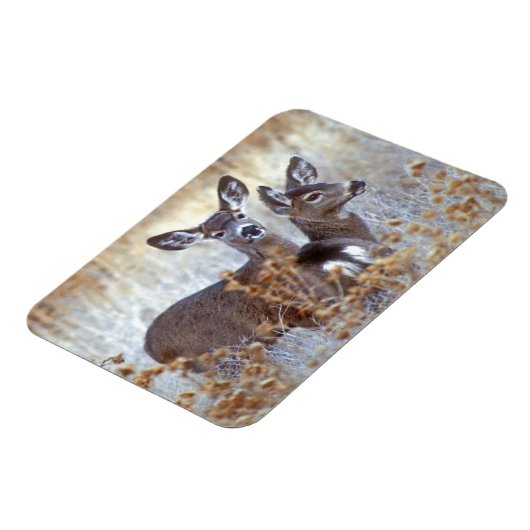 Wild Mule Deer Pair | Kalifornien Magnet (Linke Seite)