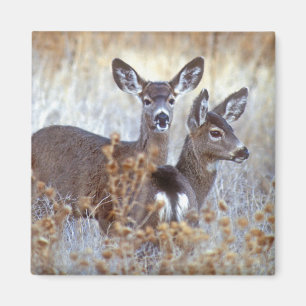 Wild Mule Deer Pair   Kalifornien Magnet