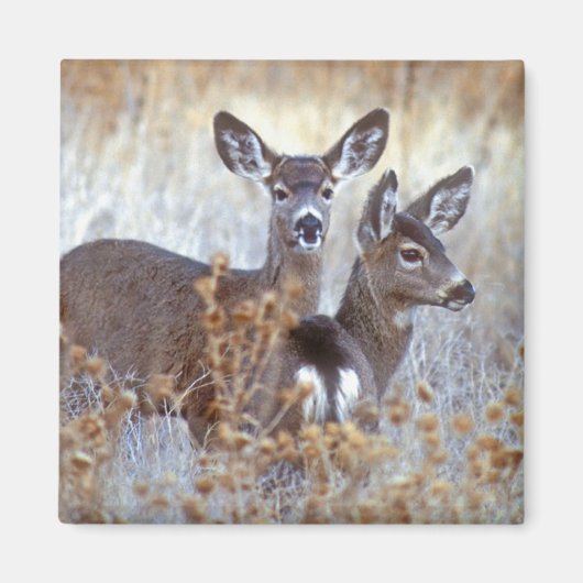 Wild Mule Deer Pair | Kalifornien Magnet (Vorne)