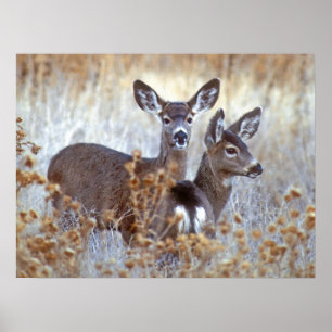 Wild Mule Deer Pair   Kalifornien Poster
