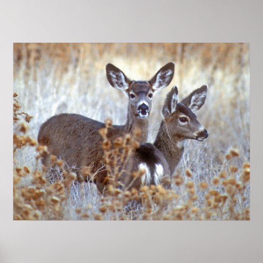 Wild Mule Deer Pair | Kalifornien Poster (Vorne)